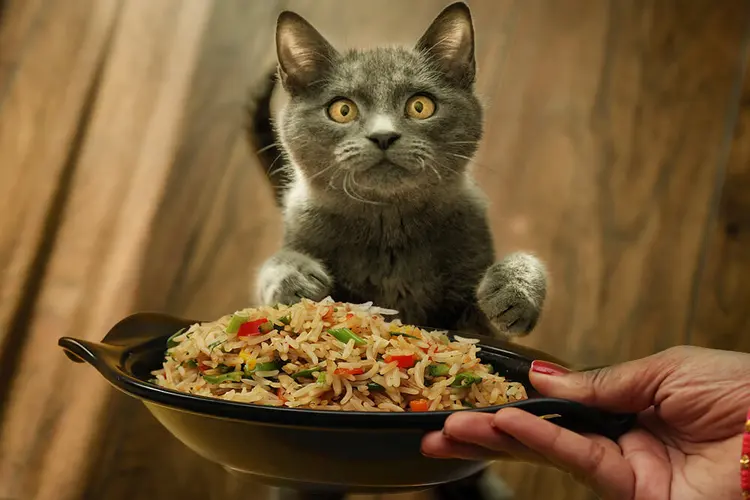 برنج برای گربه