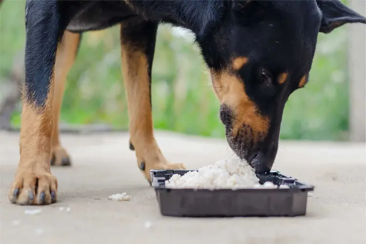 برنج برای سگ