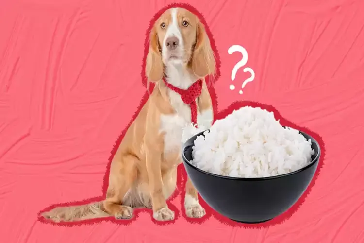 برنج برای سگ