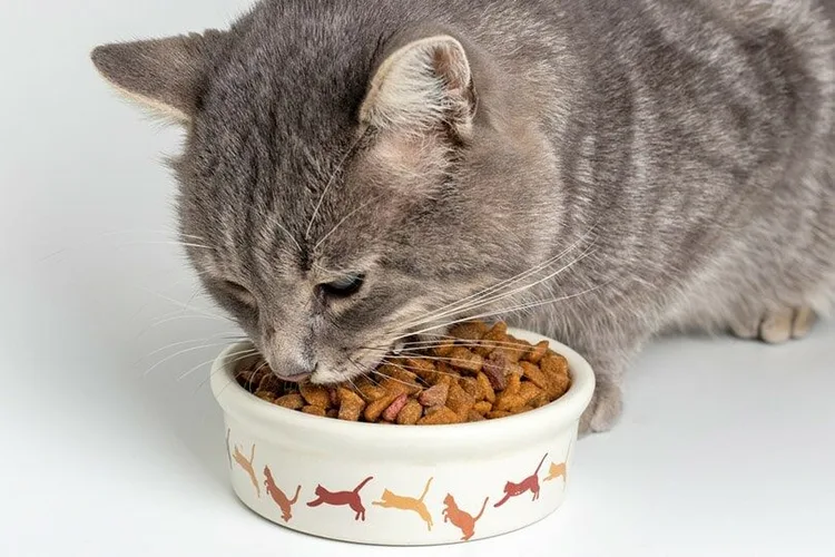 عکس غذای خشک برای گربه