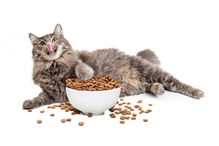 غذای خشک برای گربه
