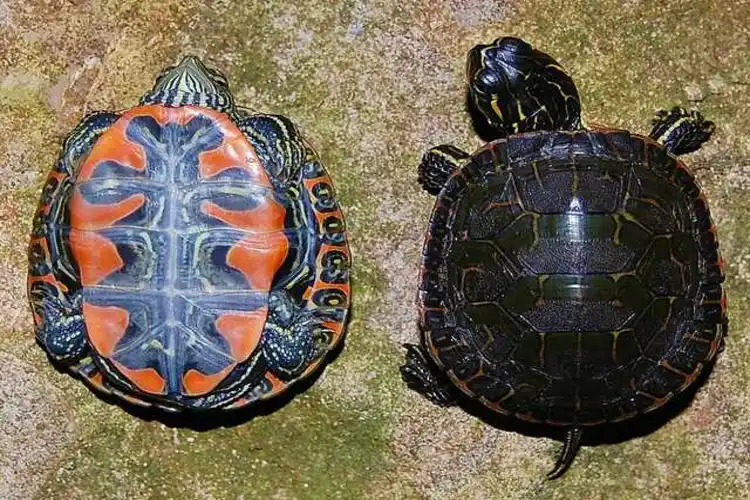 انواع لاکپشت