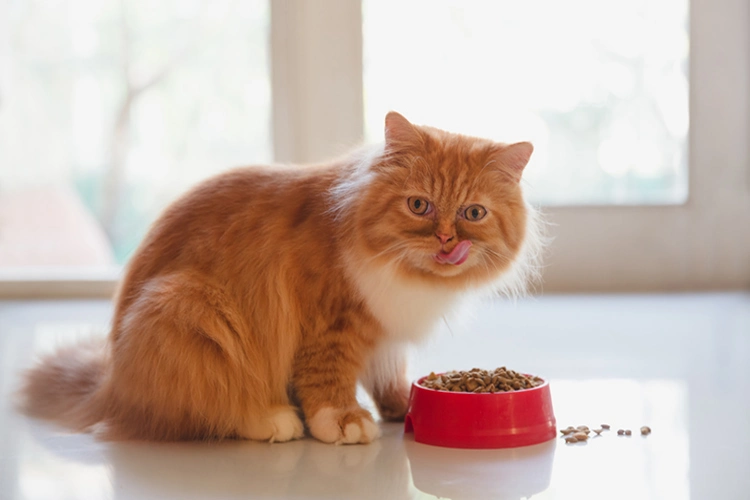 غذای خشک برای گربه
