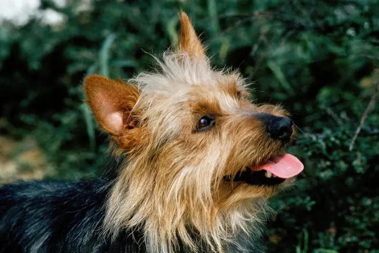 سگ تریر استرالیایی