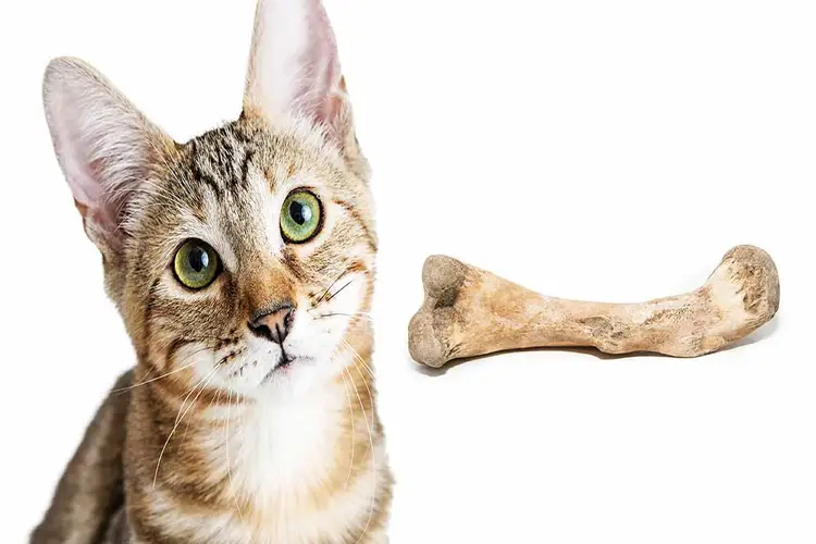 استخوان برای گربه