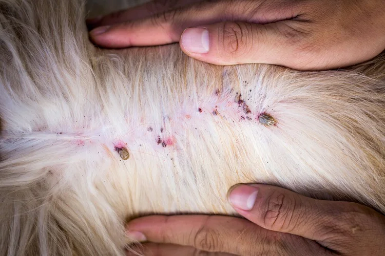 عکس بیماری قابل انتقال از سگ به انسان