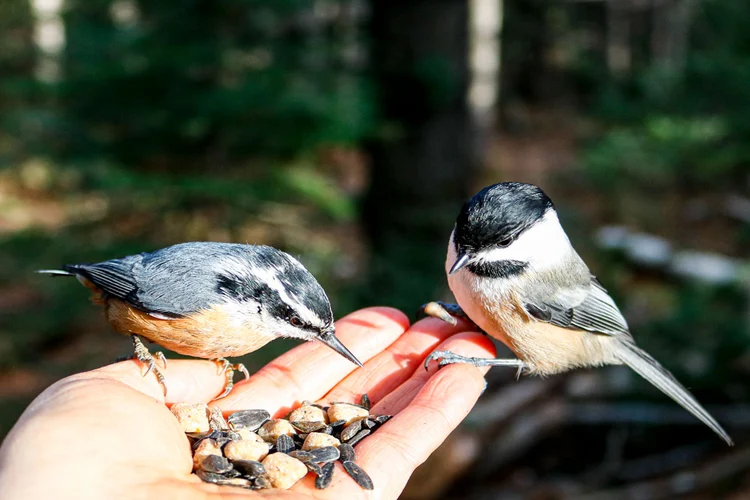 غذا دادن به پرنده با دست