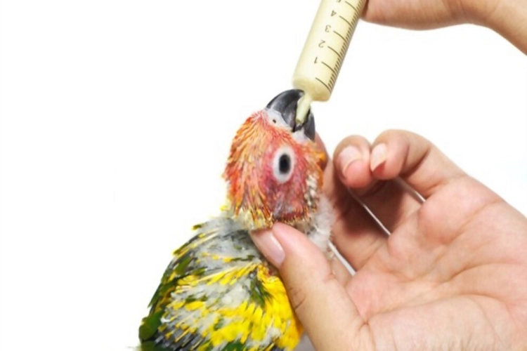 عکس غذا دادن به پرنده با دست