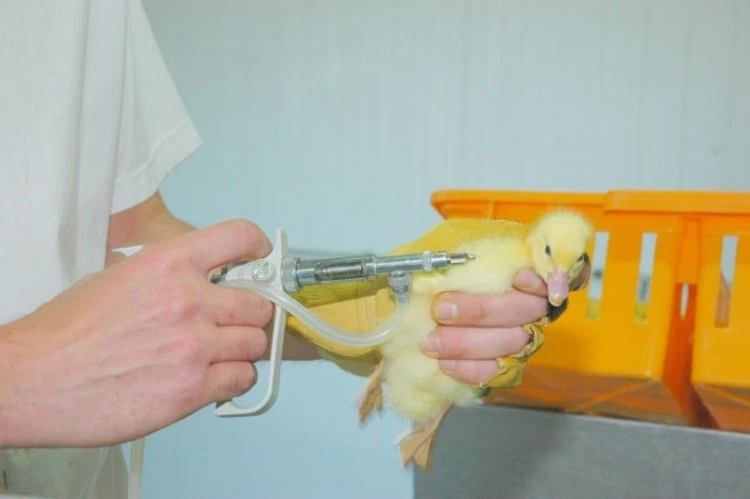 عکس واکسن پرندگان