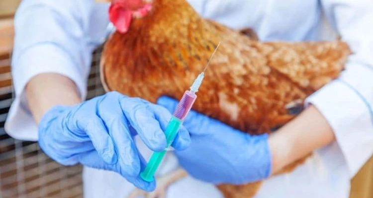 عکس واکسن پرنده 