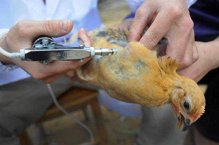 تصویر واکسن زدن پرندگان