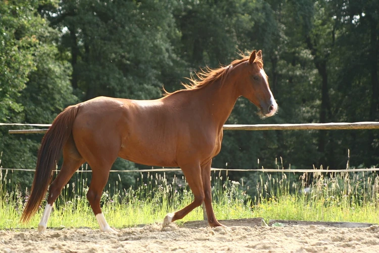 اسب آنجلو عرب