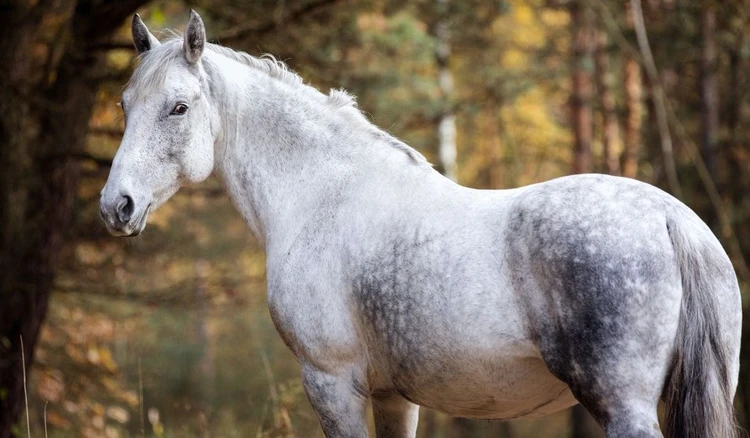 نژاد اسب آنجلو عرب