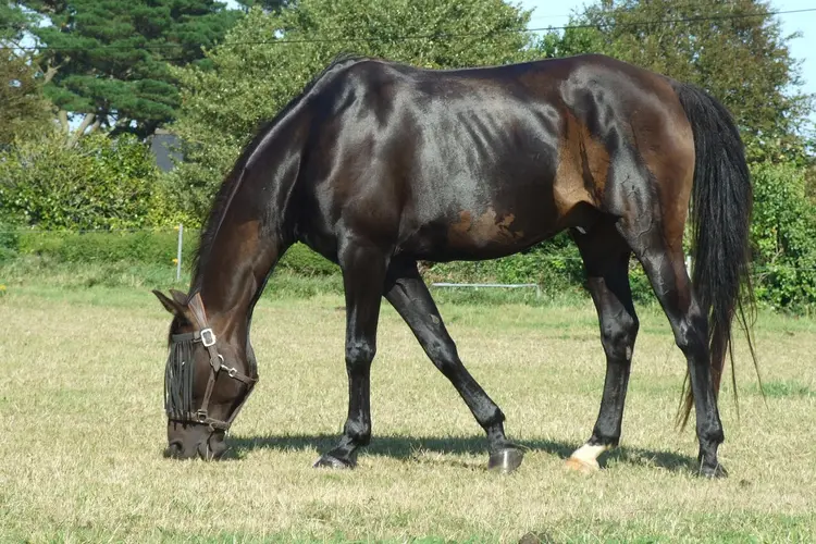 تصویری از غذا خوردن اسب آنجلو