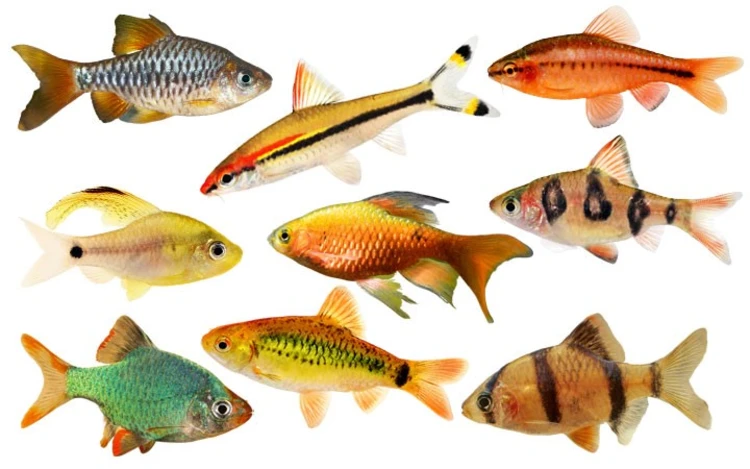 عکس انواع ماهی بارب