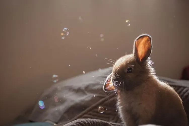 حمام کردن خرگوش