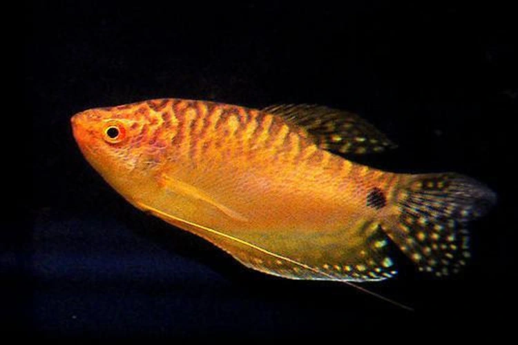 تصویر ماهی گورامی