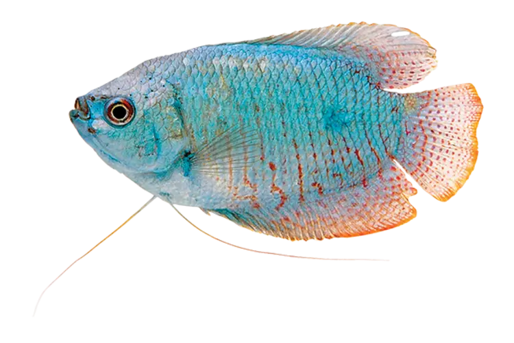 ماهی گورامی