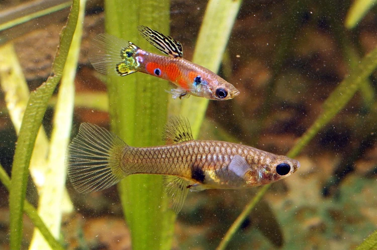 عکس انواع ماهی مولی