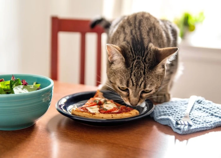تصویر غذا خوردن گربه