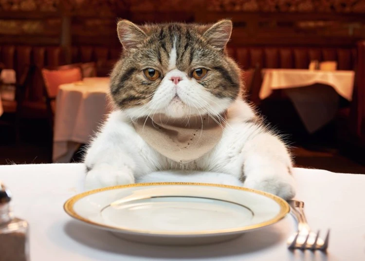 تصویر گرسنگی گربه