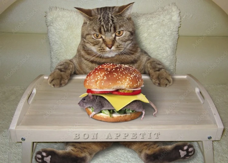 عکس گرسنگی گربه