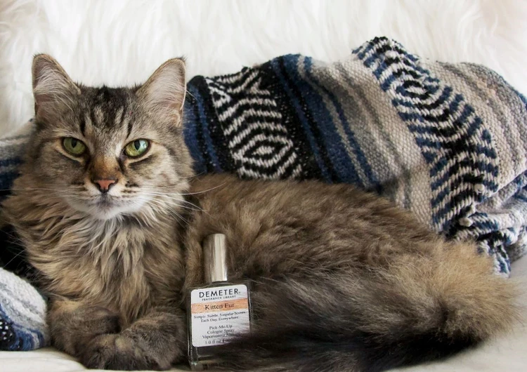 عکس گربه در کنار عطر