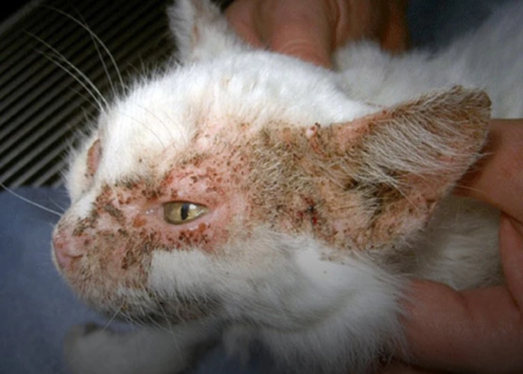 عکس بیماری پمفیگوس گربه