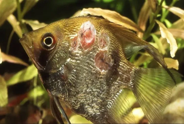تصویر بیماری مخملک ماهی