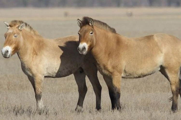 عکس اسب مغول