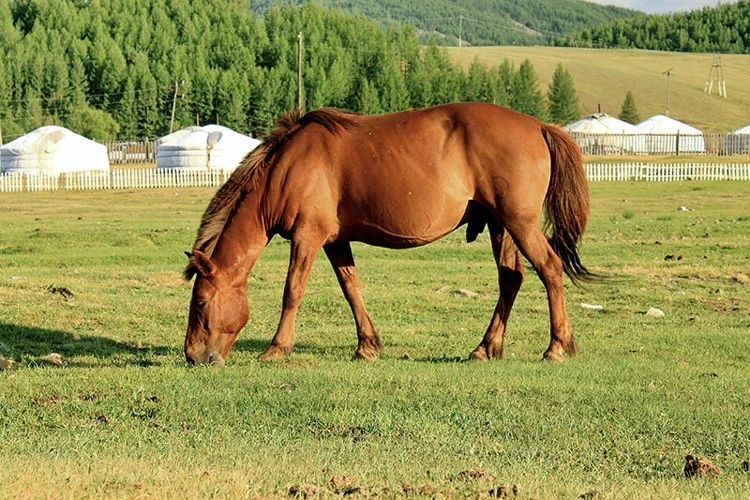 عکس اسب مغول