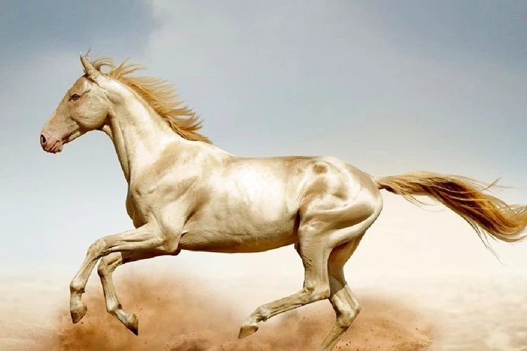 عکس اسب ترکمن چناران