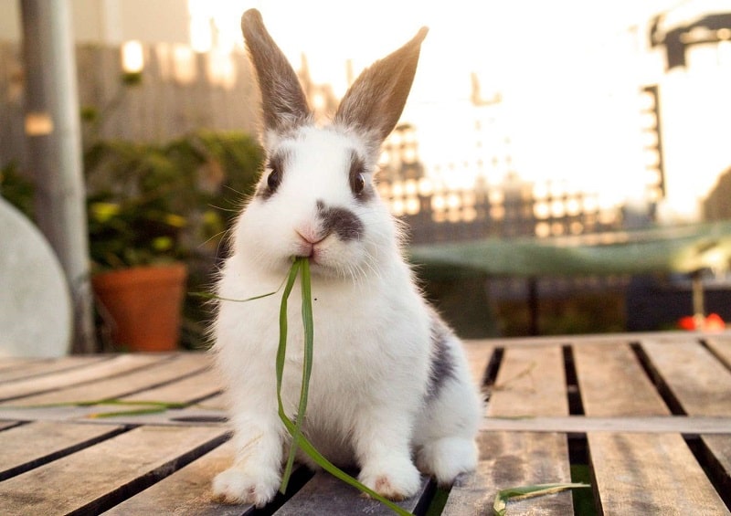 خرگوش هلندی Hollander 