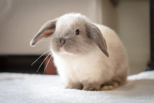 خرگوش مینی لوپ ( نام‌های دیگر : لوپ هلندی )