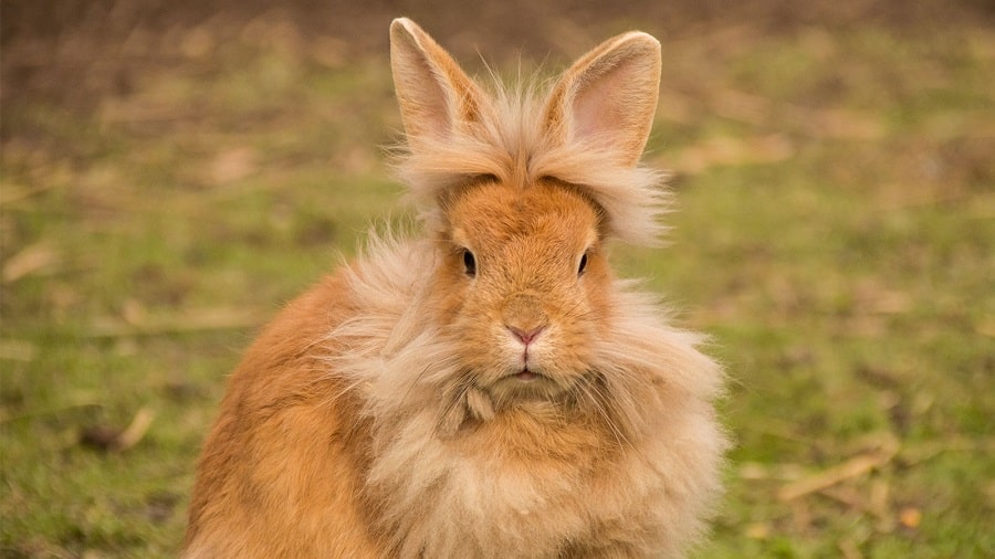 خرگوش سر شیری ( نام دیگر: لایِن هِد )