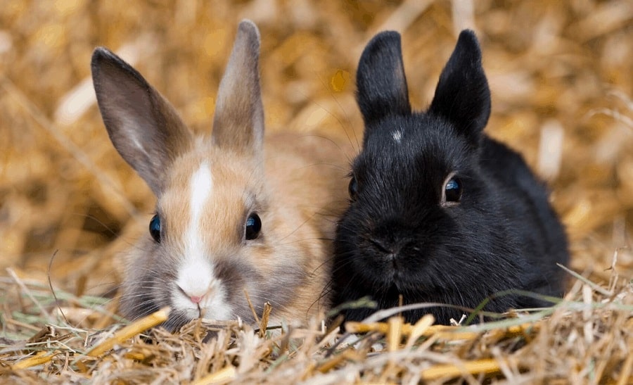  خرگوش کوتوله هلندی ( نام دیگر: خرگوش مینیاتوری )