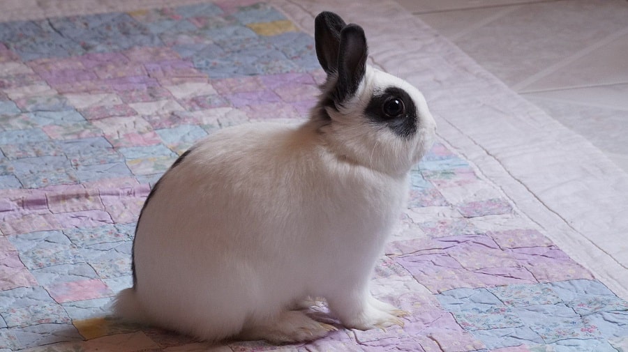  خرگوش رکس ( نام دیگر: رکس )