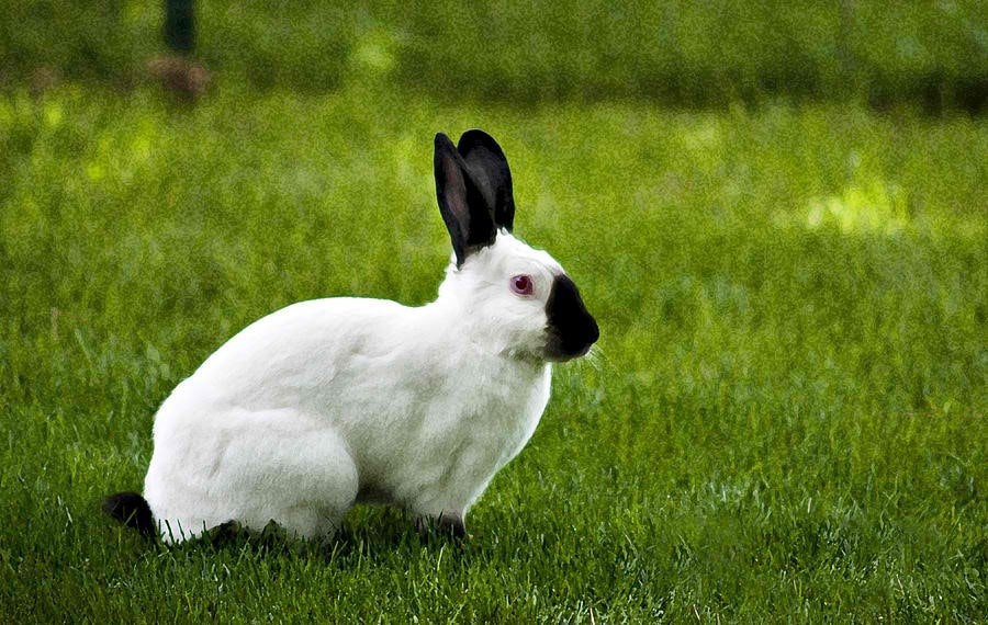 خرگوش هیمالیا