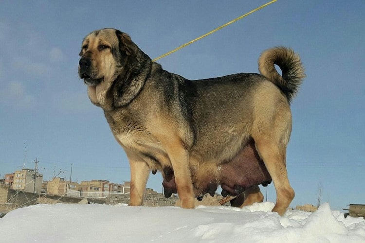 سگ پژدر در میان برف 