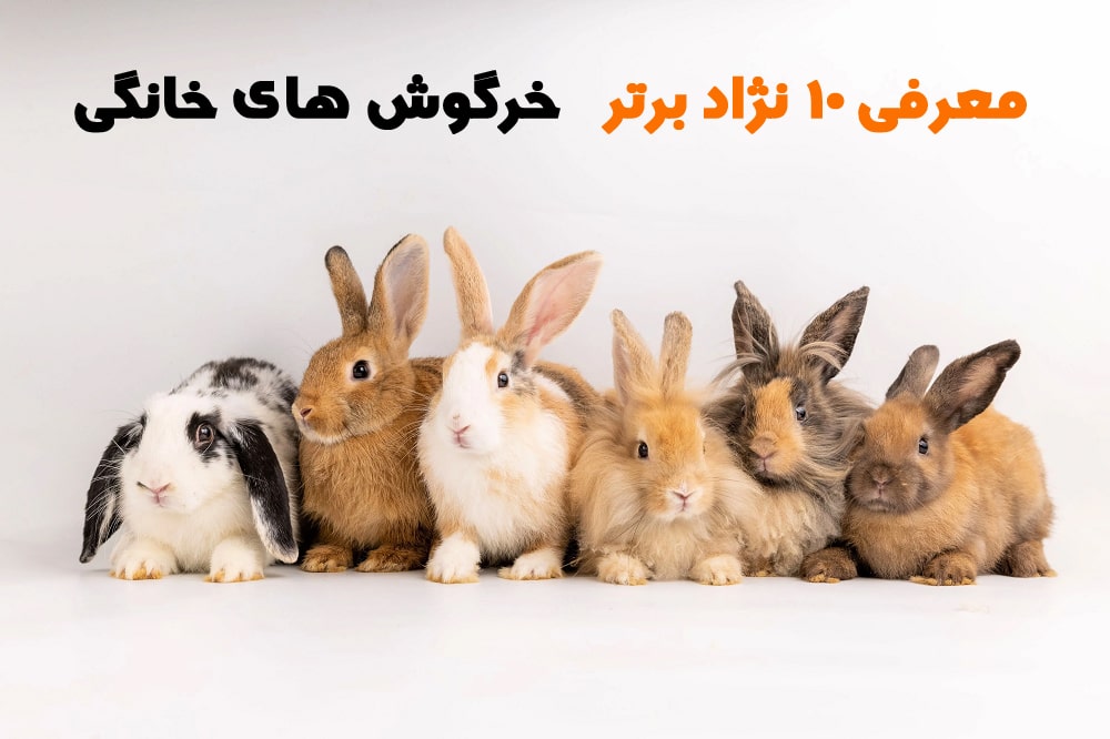 انواع خرگوش خانگی | معرفی 10 نژاد برتر