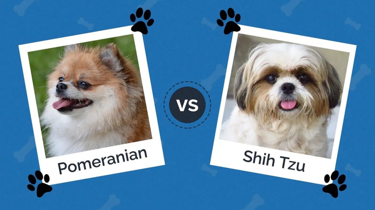 دو تصویر از سگ نژاد پامرانین با سگ شیتزو