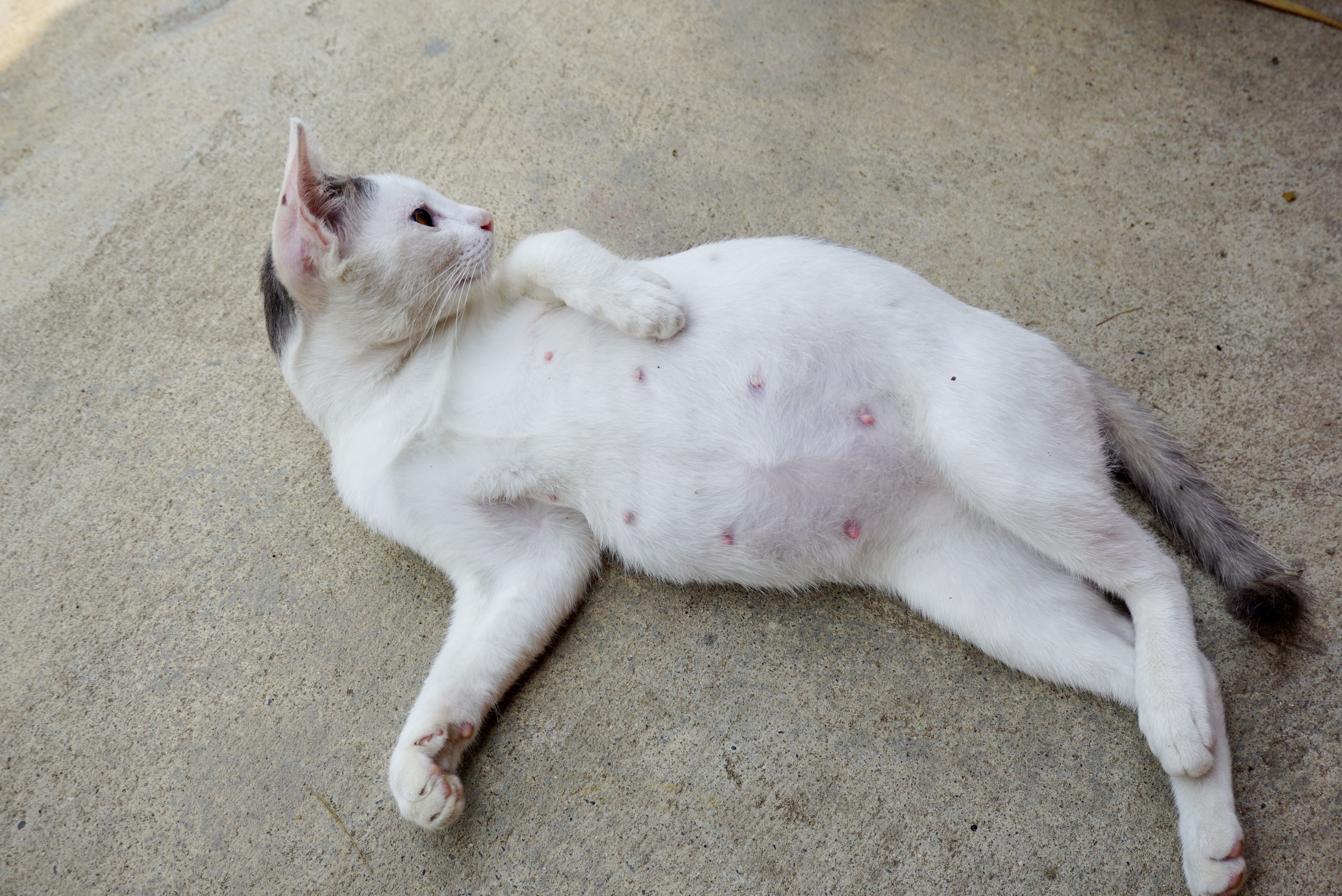 یک گربه سفید رنگ باردار دراز کشیده بر روی زمین