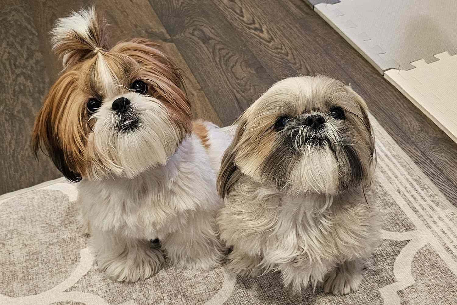 دو سگ شیتزو سفید رنگ با چشمان بزرگ در خانه 