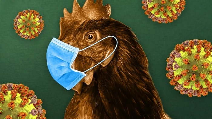 تصویر یک مرغ بیمار که ماسک به صورت دارد