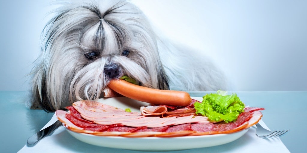 یک سگ شیتزو سفید رنگ در حال خوردن هات داگ