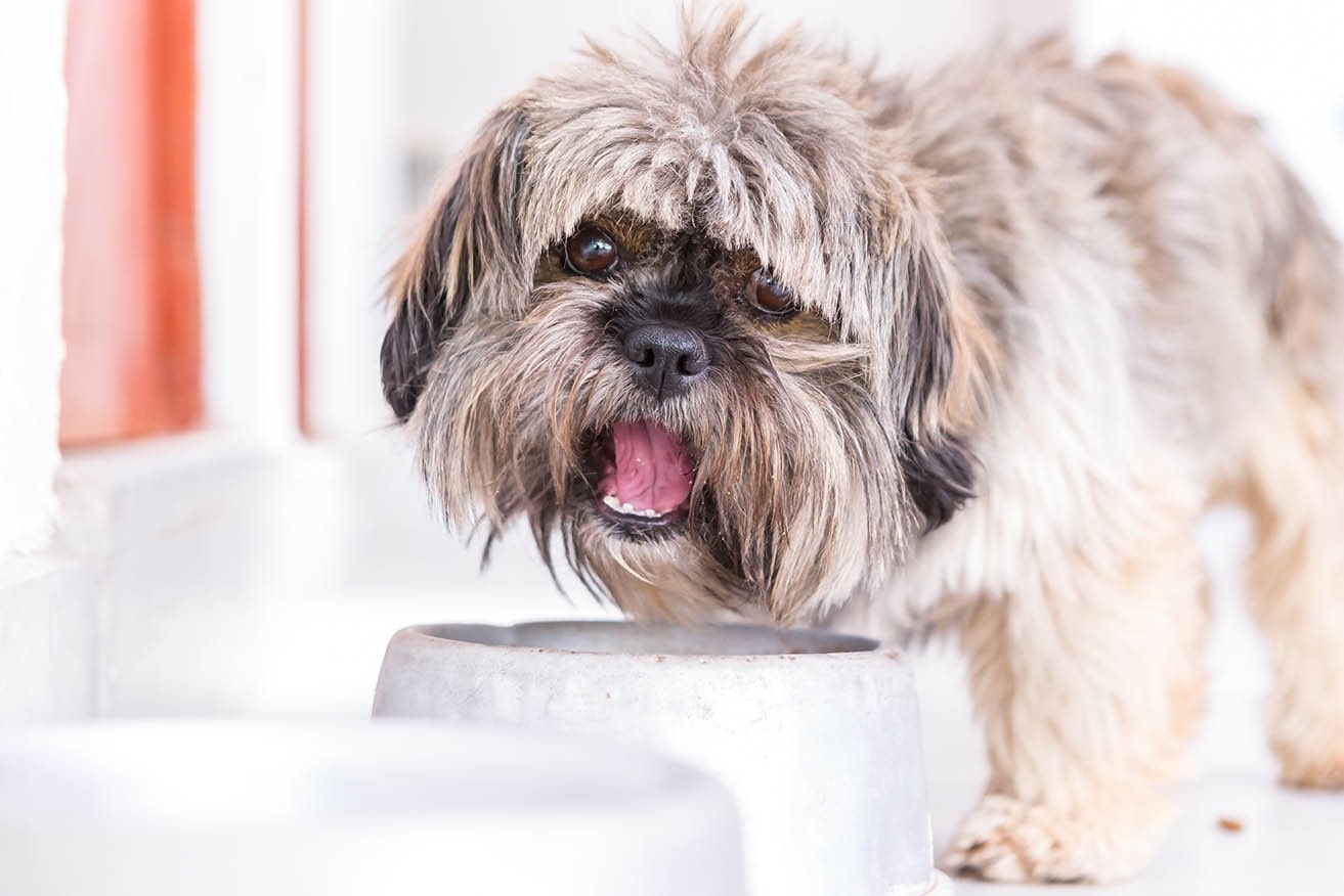یک سگ شیتزو کرمی رنگ در حال غذا خوردن از ظرف در خانه