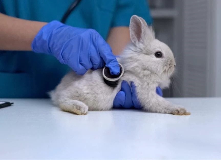 خرگوشی در حال معاینه توسط یک پزشک با لباس و دستکش آبی
