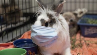خرگوشی در قفس با ماسک، ظرف های غذا و خرگوشی در پشت سر او