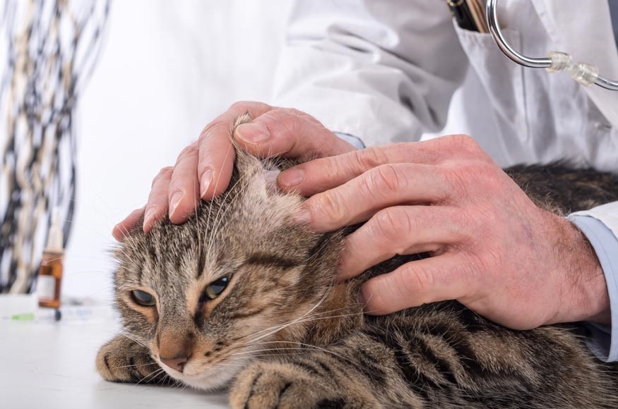 دکتری در حال معاینه گوش یک گربه