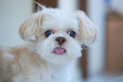 یک سگ شیتزو چشم آبی در خانه که زبان خود را درآورده است